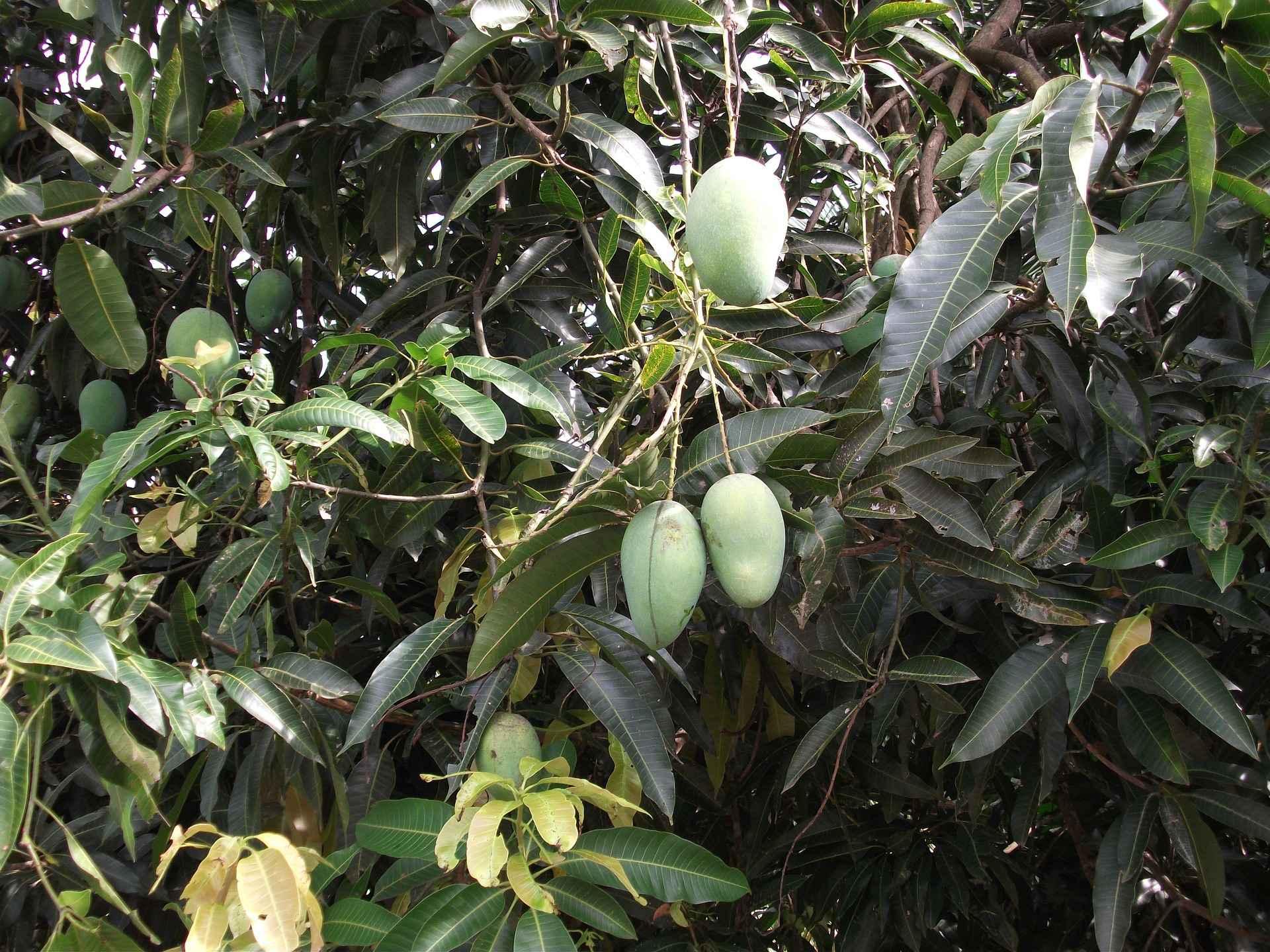 JARDALU MANGOES