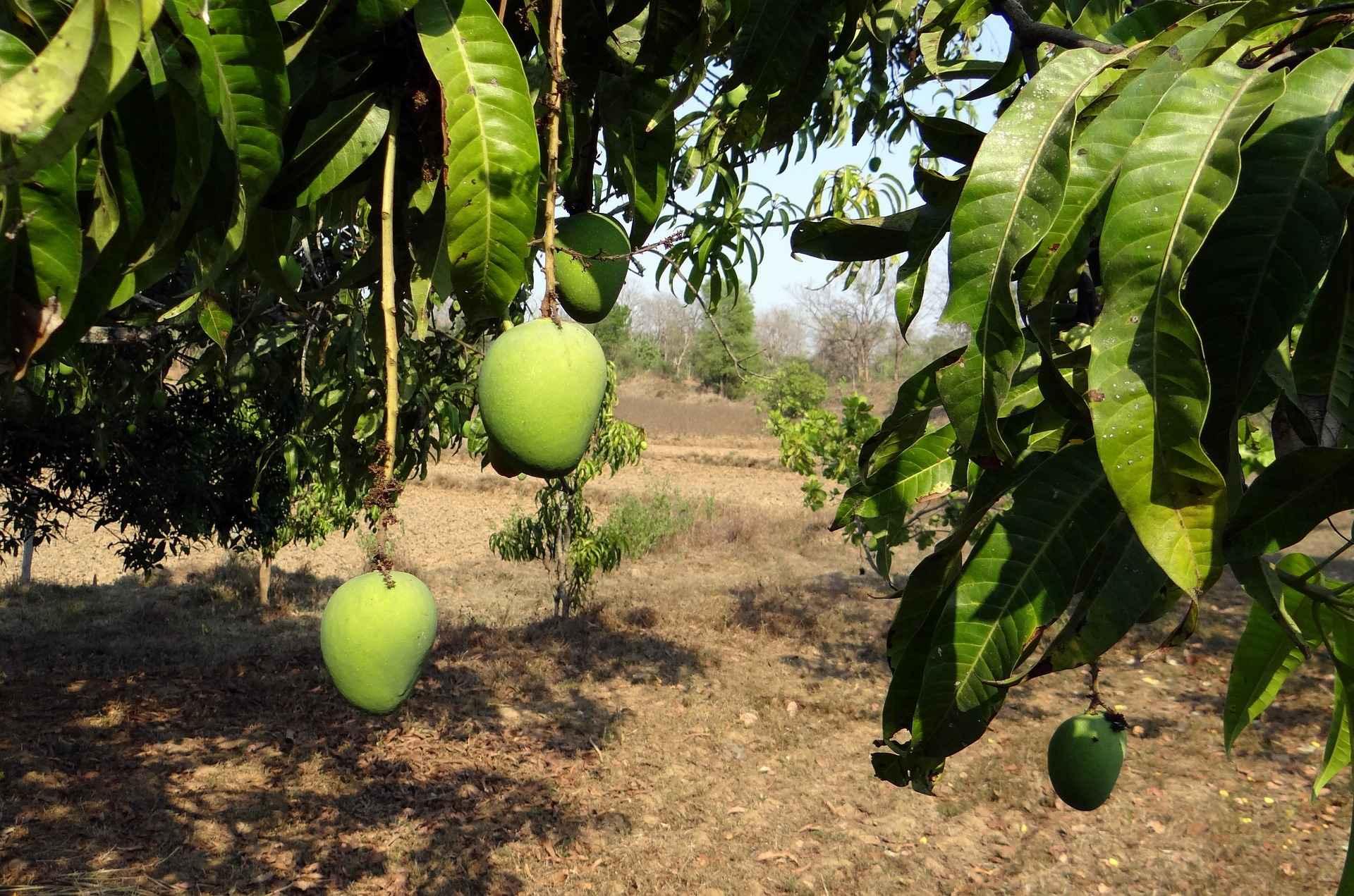 ALPHONSO MANGOES