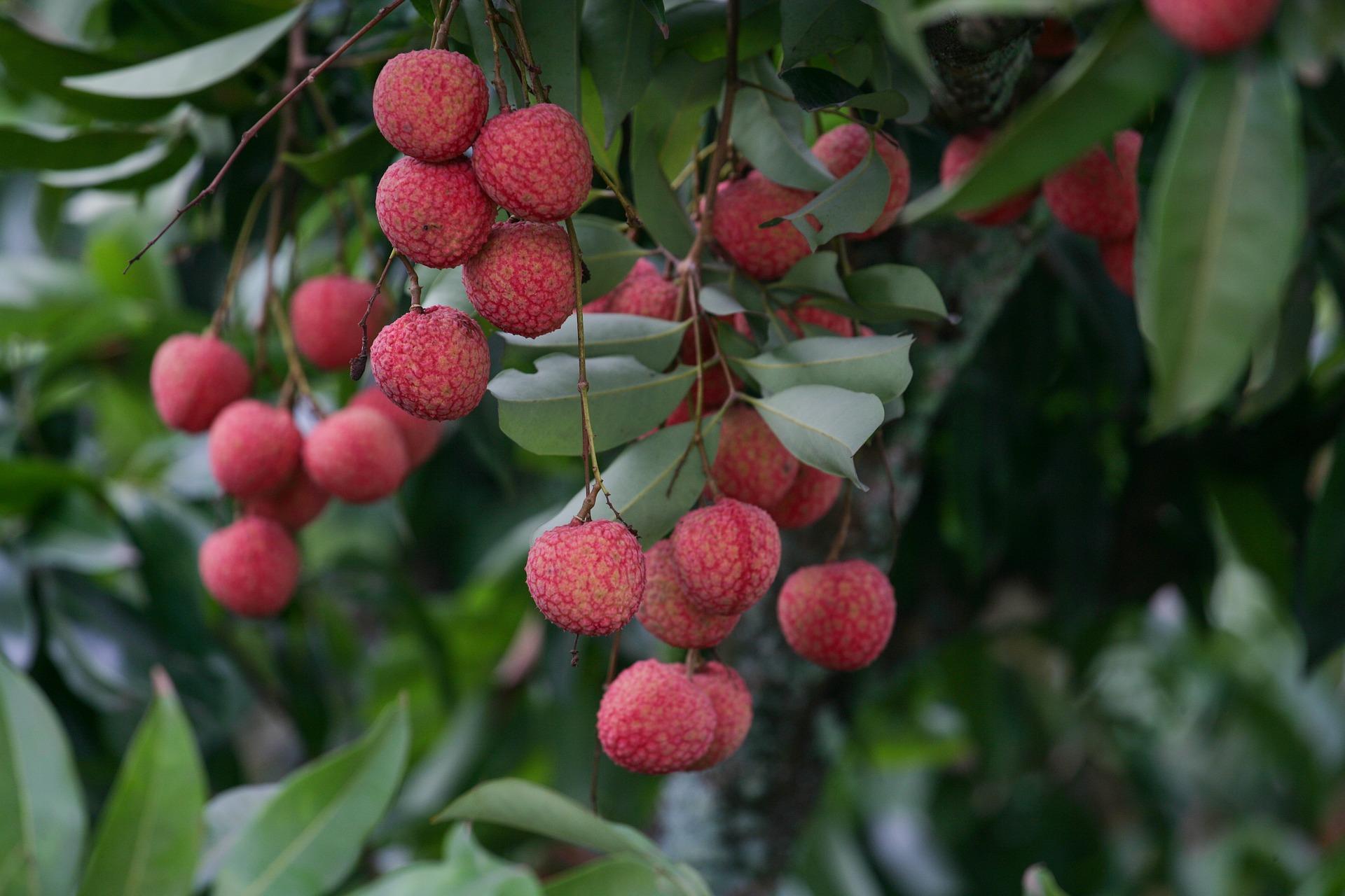 Lychee