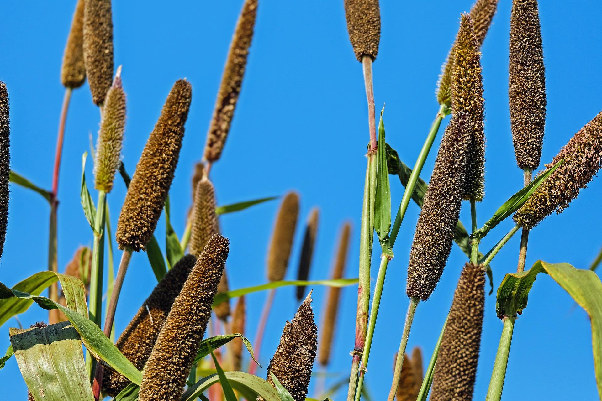 GRAIN AND CEREALS