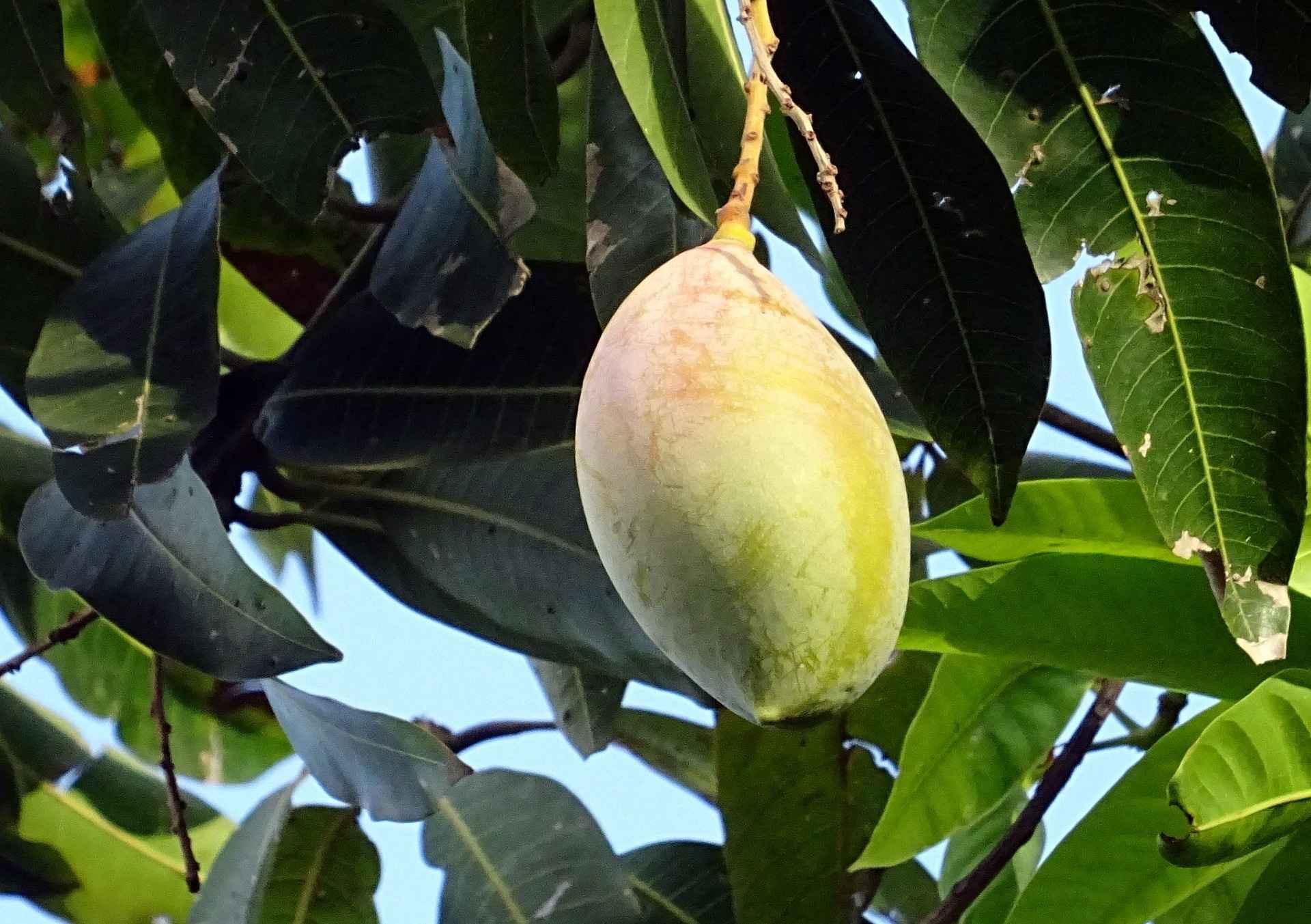 TOTAPURI MANGOES