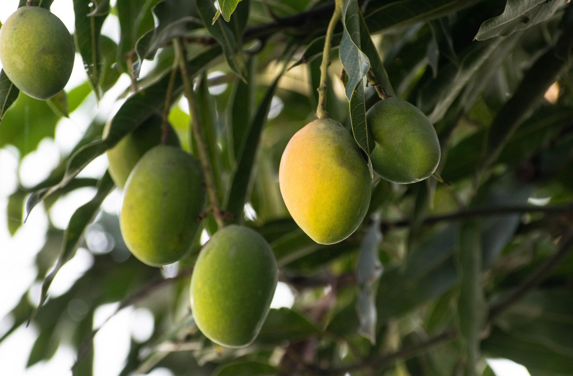 ALL TYPE OF MANGOES